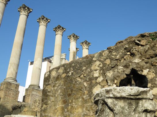 Pareja de gatos en el Templo Romano de Córdoba