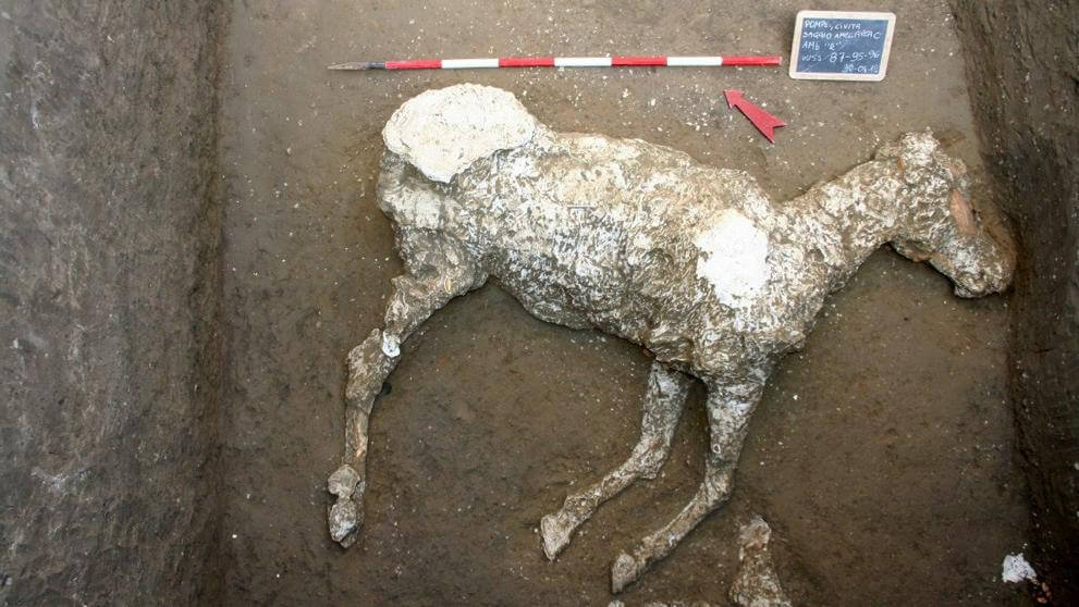 Molde de yeso obtenido con los restos del caballo muerto en Pompeya