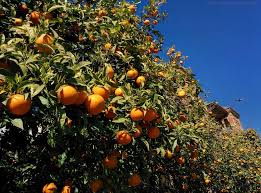 Imagen de Jardines colgantes de Babilonia