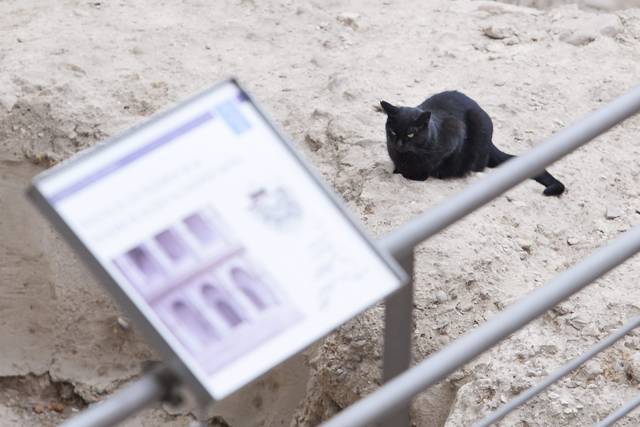 Uno de los gatos que habita en el teatro romano de Zaragoza