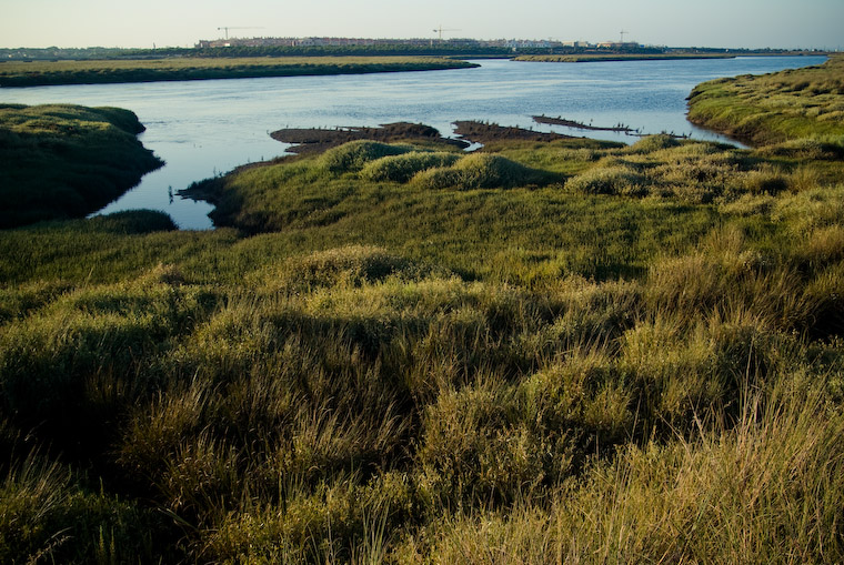 Marismas del río Odiel