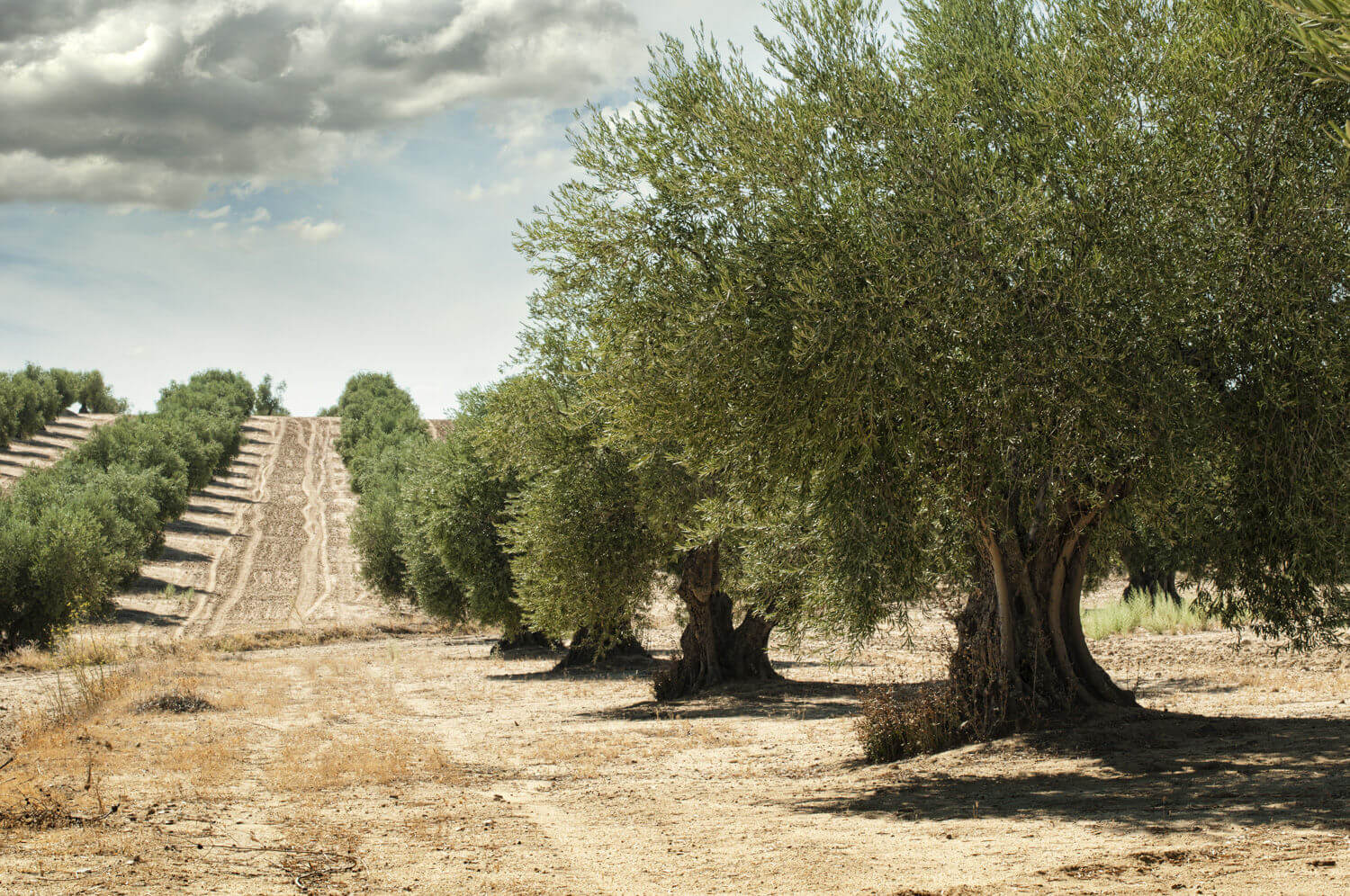 Olivar de Andalucía