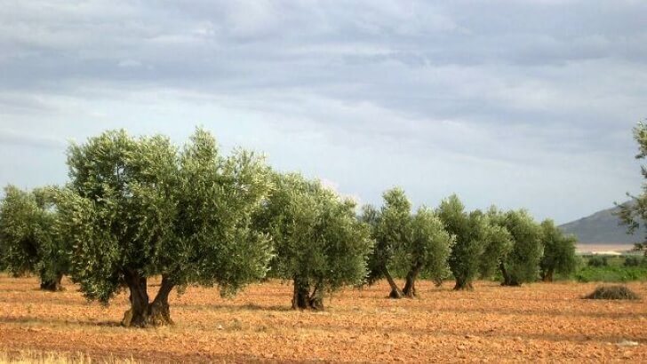 Paisaje de olivos